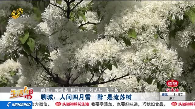 聊城：人间四月雪 “醉”是流苏树
