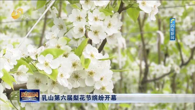乳山第六届梨花节缤纷开幕