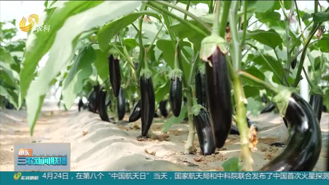 【三农信息快递】茄子新品种 推广助增收