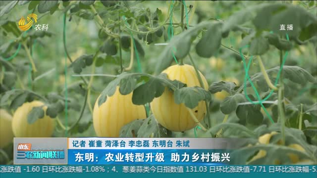 【全面推进乡村振兴】东明：农业转型升级 助力乡村振兴