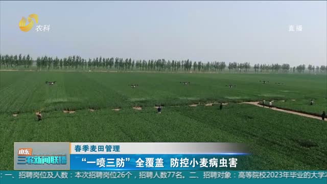【春季麦田管理】“一喷三防”全覆盖 防控小麦病虫害