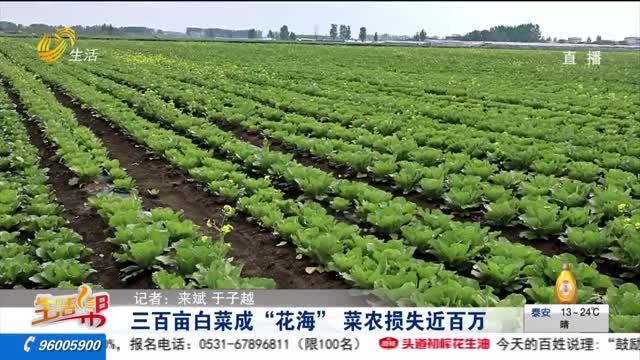 【重磅】三百亩白菜成“花海” 菜农损失近百万
