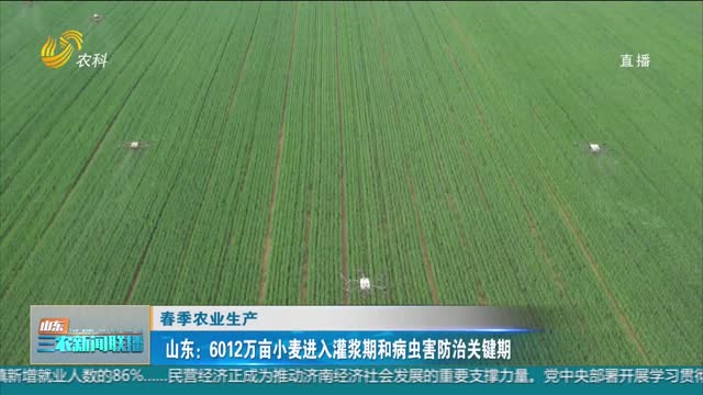 【春季农业生产】山东：6012万亩小麦进入灌浆期和病虫害防治关键期