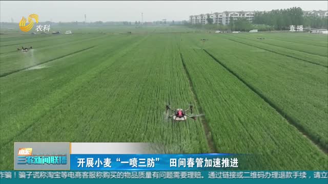 【春季麦田管理】开展小麦“一喷三防” 田间春管加速推进