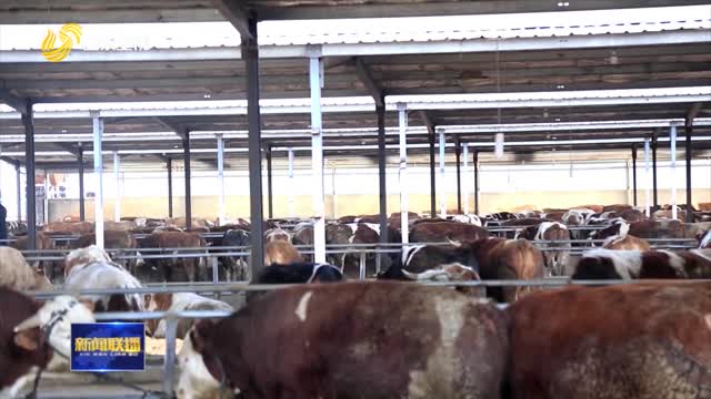 阳信：以园促产 肉牛产业提质升级