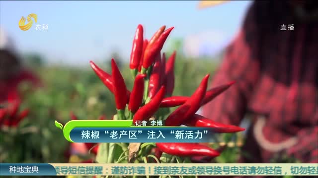 辣椒“老产区”注入“新活力”
