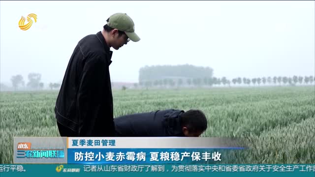 【夏季麦田管理】防控小麦赤霉病 夏粮稳产保丰收