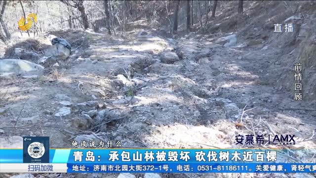 青岛崂山：承包山林被毁坏 砍伐树木近百棵
