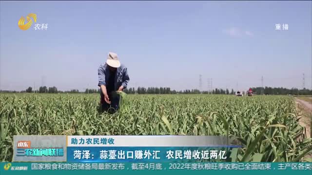 【助力农民增收】菏泽：蒜薹出口赚外汇 农民增收近两亿