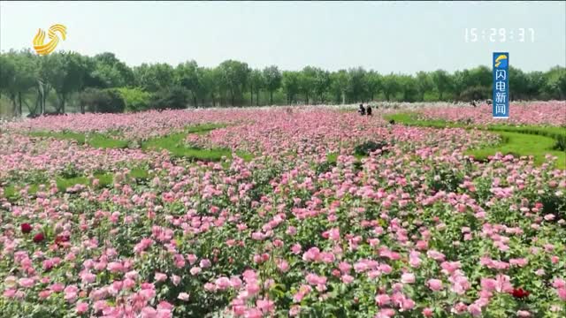 【诗画山东·开放式结尾】济宁：金平湖畔月季花开 美景如画