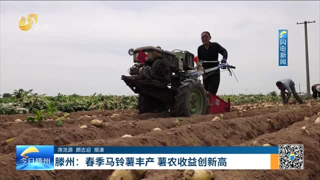 滕州：春季马铃薯丰产 薯农收益创新高