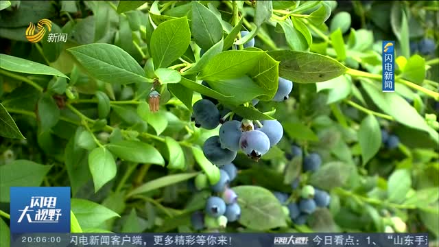 【畅游齐鲁 乐享生活】乳山：大棚蓝莓喜获丰收 游客采摘正当时