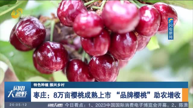 【特色种植 振兴乡村】枣庄：8万亩樱桃成熟上市 “品牌樱桃”助农增收