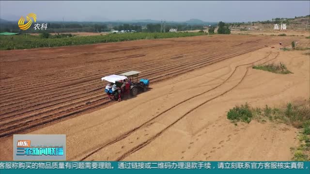 【助力农民增收】平阴：发展辣椒产业 种出“火红”日子