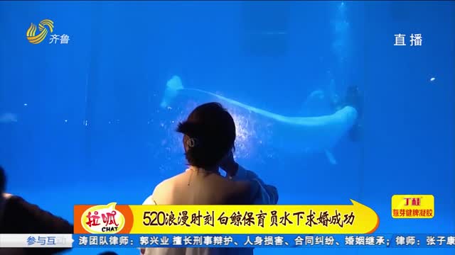 青岛：白鲸保育员水下求婚