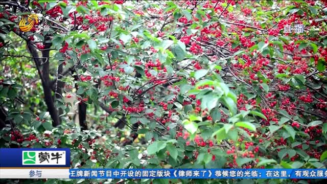 威海市文登区第十九届昆嵛山樱桃节甜蜜开幕