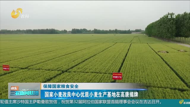 【保障国家粮食安全】国家小麦改良中心优质小麦生产基地在高唐揭牌
