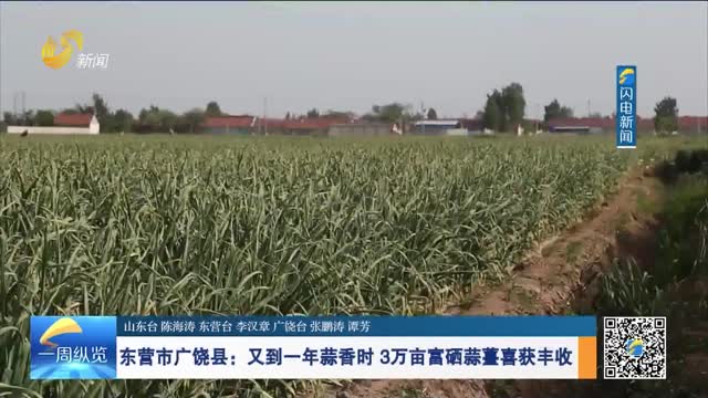 东营市广饶县：又到一年蒜香时 3万亩富硒蒜薹喜获丰收