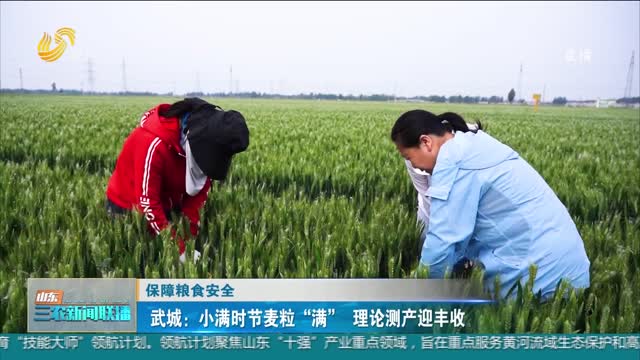 【保障粮食安全】武城：小满时节麦粒“满” 理论测产迎丰收
