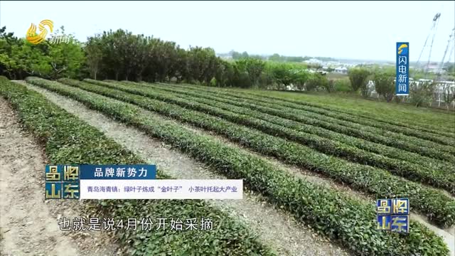 【品牌新势力】青岛海青镇：绿叶子炼成“金叶子”小茶叶托起大产业