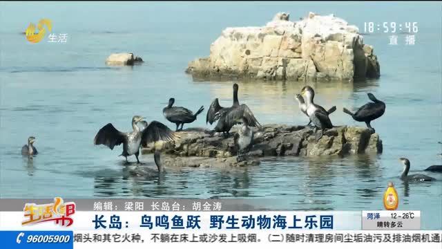 长岛：鸟鸣鱼跃 野生动物海上乐园