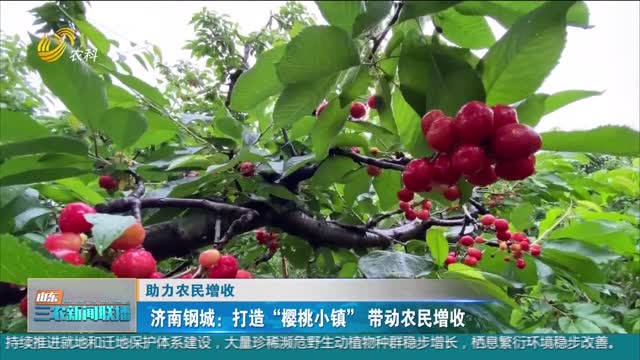 【助力农民增收】济南钢城：打造“樱桃小镇”带动农民增收