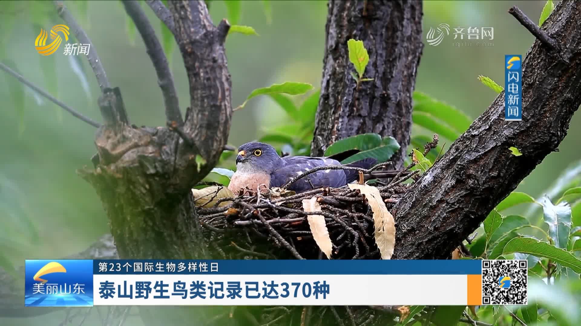 泰山野生鸟类记录已达370种