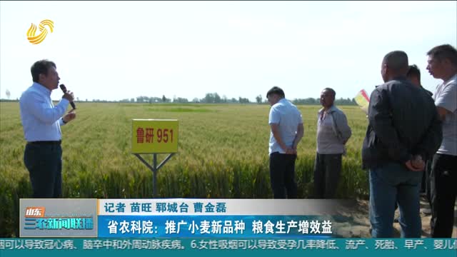 【保障国家粮食安全】省农科院：推广小麦新品种 粮食生产增效益