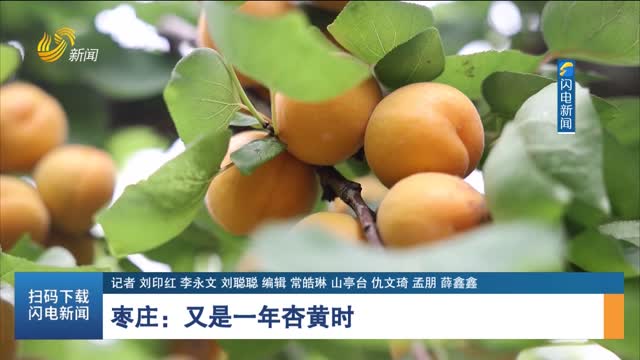 枣庄：又是一年杏黄时