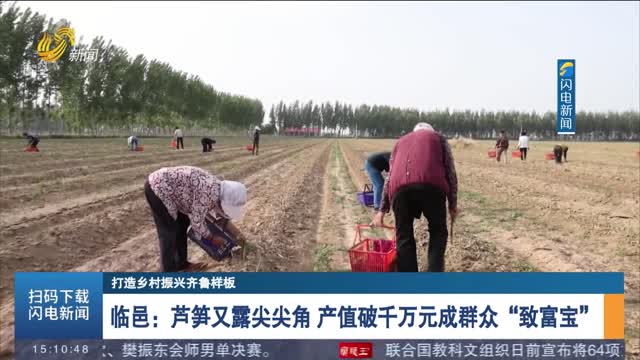 【打造乡村振兴齐鲁样板】临邑：芦笋又露尖尖角 产值破千万元成群众“致富宝”