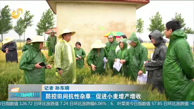 【科技兴农】防控田间抗性杂草 促进小麦增产增收