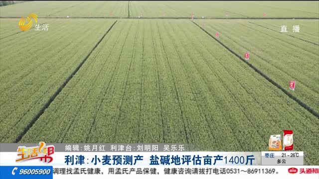 利津：小麦预测产 盐碱地评估亩产1400斤