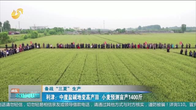【备战“三夏”生产】利津：中度盐碱地变高产田 小麦预测亩产1400斤