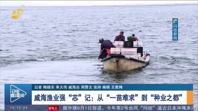 威海渔业强“芯”记：从“一苗难求”到“种业之都”
