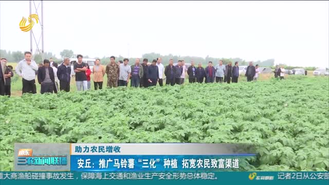 【助力农民增收】安丘：推广马铃薯“三化”种植 拓宽农民致富渠道