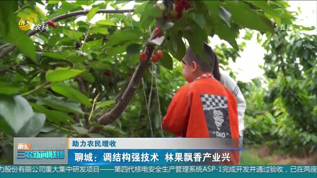 【助力农民增收】聊城：调结构强技术 林果飘香产业兴