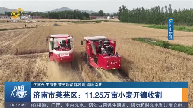 【三夏一线】济南市莱芜区：11.25万亩小麦开镰收割