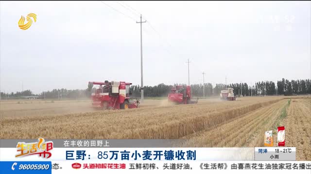 【在丰收的田野上】巨野：85万亩小麦开镰收割