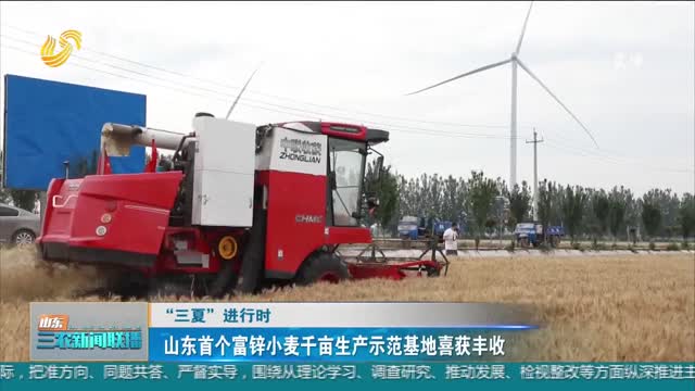 【“三夏”进行时】山东首个富锌小麦千亩生产示范基地喜获丰收