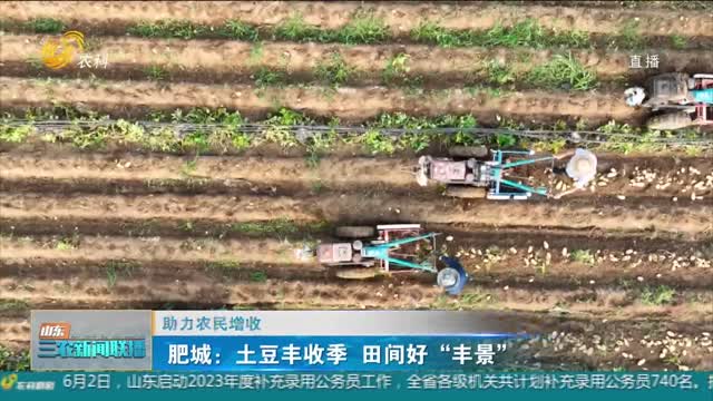 【助力农民增收】肥城：土豆丰收季 田间好“丰景”
