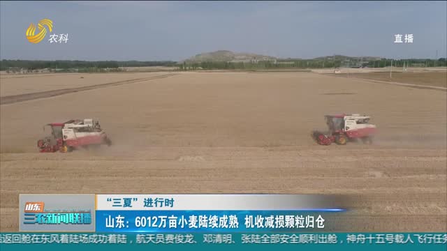 【“三夏”进行时】山东：6012万亩小麦陆续成熟 机收减损颗粒归仓