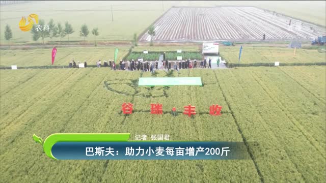 巴斯夫：助力小麦每亩增产200斤