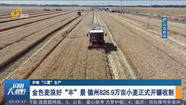 【护航“三夏”生产】金色麦浪好“丰”景 德州826.9万亩小麦正式开镰收割