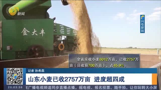【护航“三夏”生产】山东小麦已收2757万亩 进度超四成