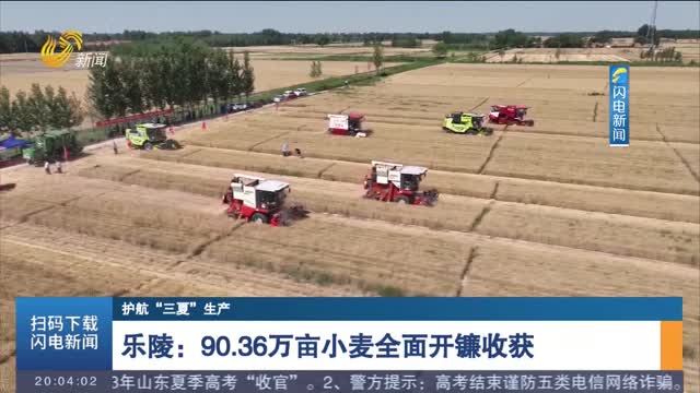 【护航“三夏”生产】乐陵：90.36万亩小麦全面开镰收获