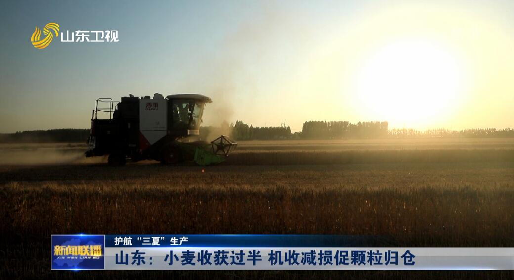 山东：小麦收获过半 机收减损促颗粒归仓【护航“三夏”生产】