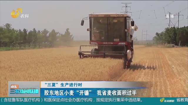 【“三夏”生产进行时】胶东地区小麦“开镰” 我省麦收面积过半