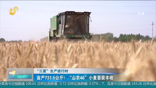 【“三夏”生产进行时】亩产731.5公斤！“山农46”小麦喜获丰收