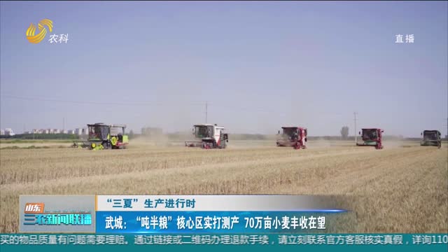 【“三夏”生产进行时】武城：“吨半粮”核心区实打测产 70万亩小麦丰收在望