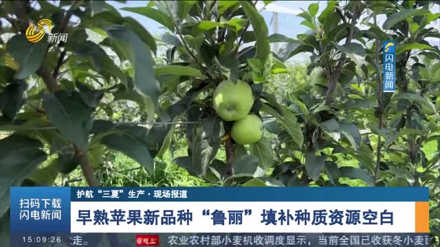 【护航“三夏”生产·现场报道】早熟苹果新品种“鲁丽”填补种质资源空白